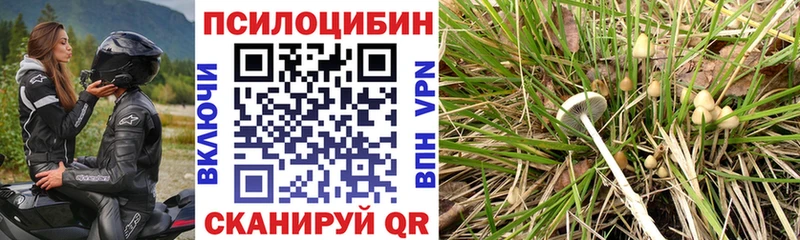 Псилоцибиновые грибы Cubensis  MEGA вход  Ладушкин 